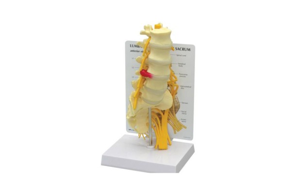 5-częściowy model kręgów z kością krzyżową - 1019510 3b scientific modele anatomiczne 2